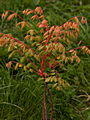 Koelreuteria paniculata Coral Sun IMG_6604 Mydleniec wiechowaty